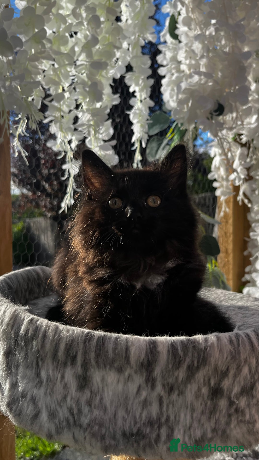 Ragcoon cats for sale: Beautiful ragcoon kittens - Image 25