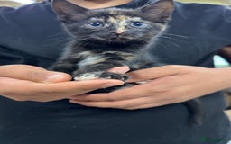 Domestic Shorthair cats for sale: Domestic short hair kittens  - Image 8