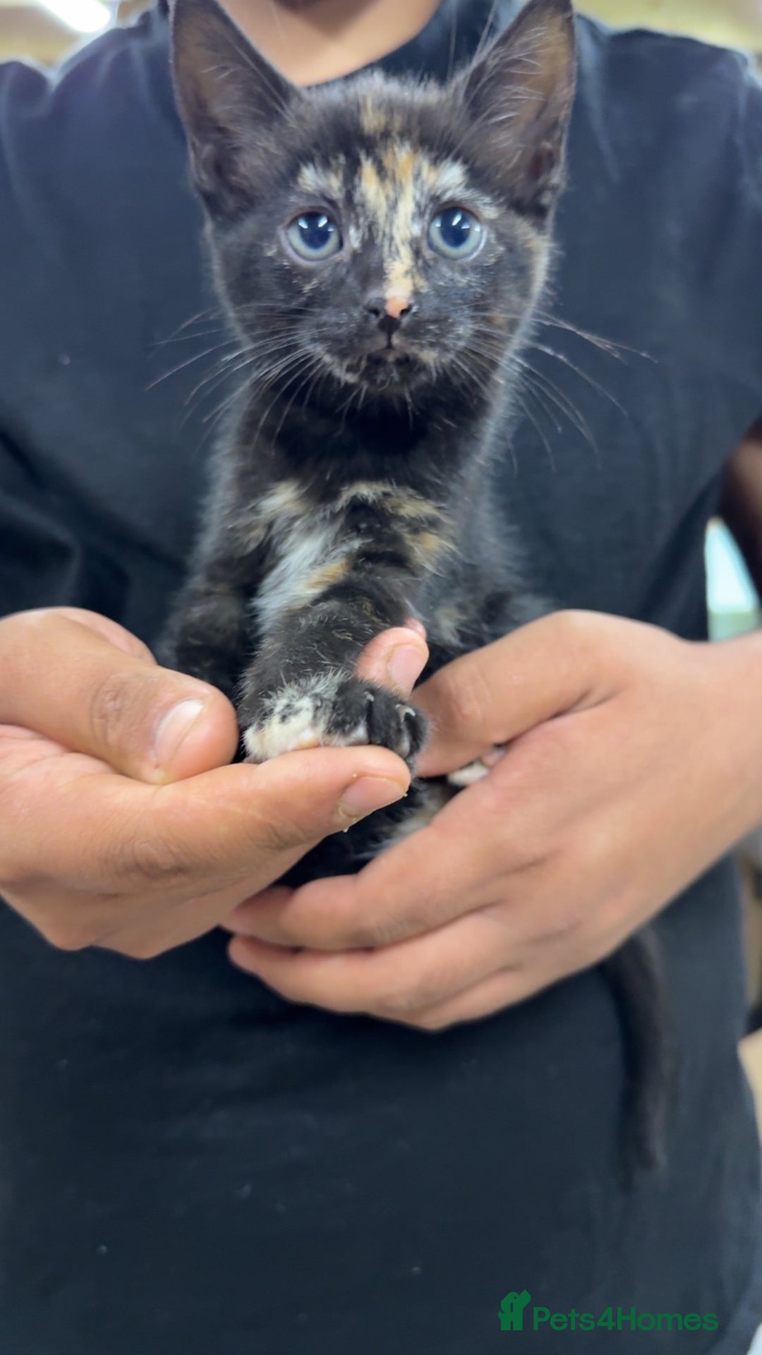 Domestic Shorthair cats for sale: Domestic short hair kittens  - Image 8