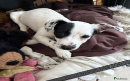 Mixed Breed dogs for sale: SALUKI, COLLIE, WHIPPET  - Advert 3