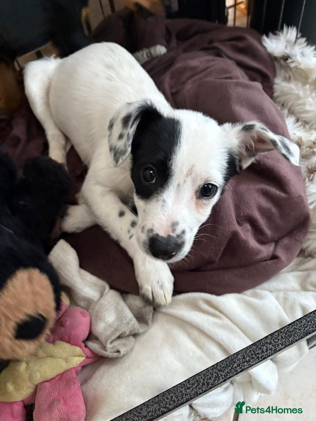 Mixed Breed dogs for sale: SALUKI, COLLIE, WHIPPET  - Advert 3