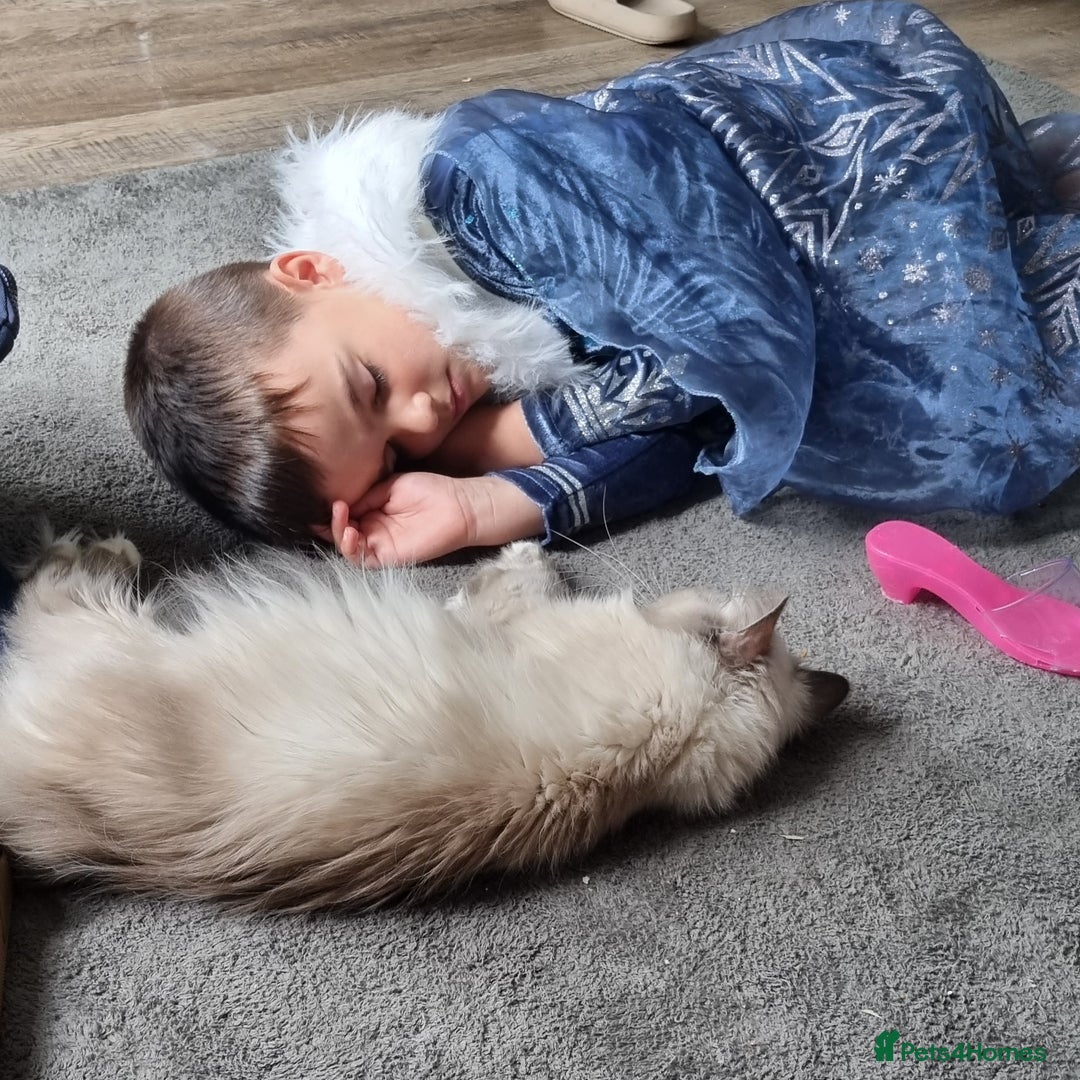 Persian cats for sale: Beautiful blue persian babies - Image 10