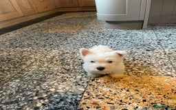 West Highland Terrier dogs for sale: Westie puppies for sale - Image 8