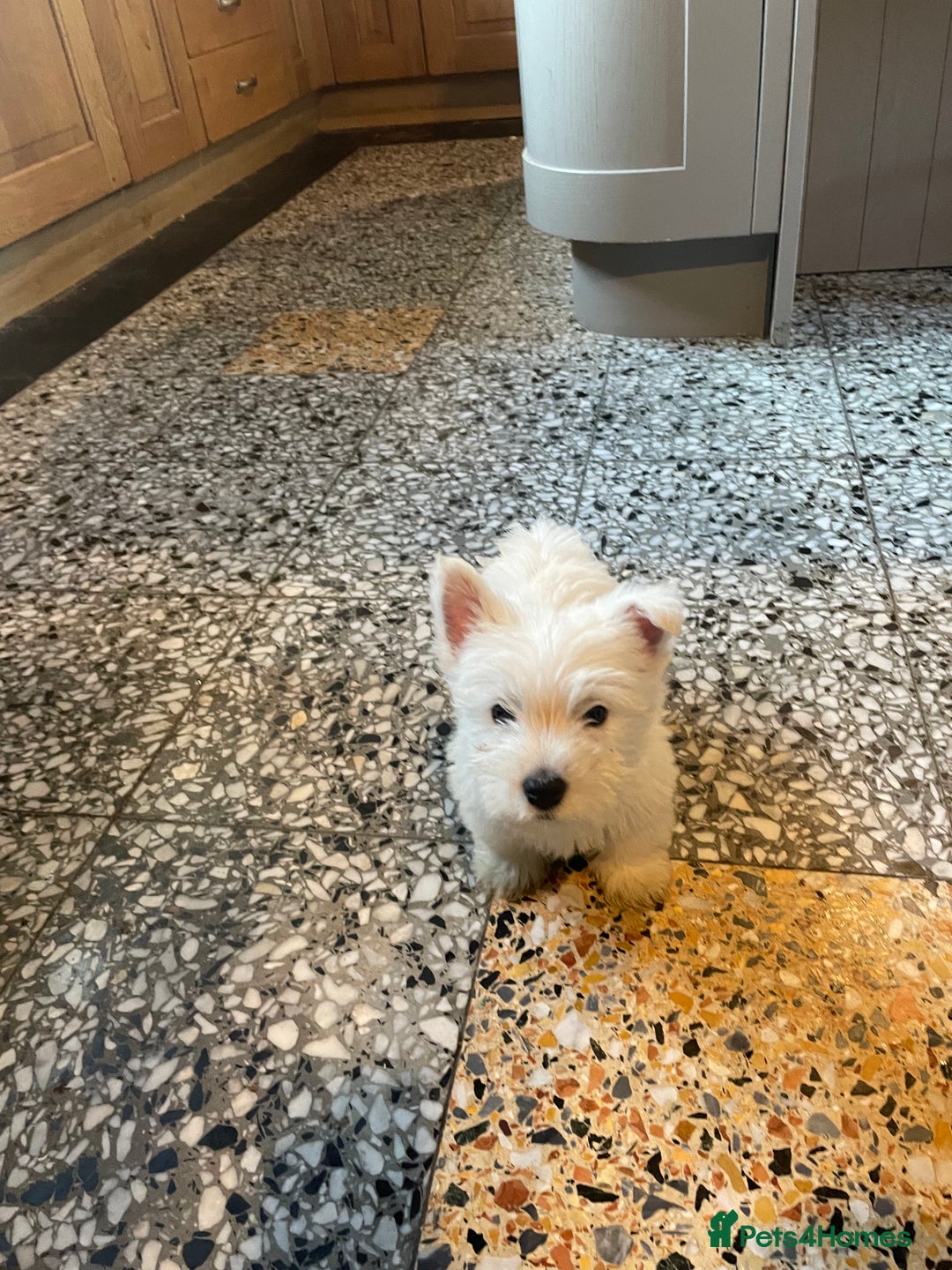 West Highland Terrier dogs for sale: Westie puppies for sale - Image 8