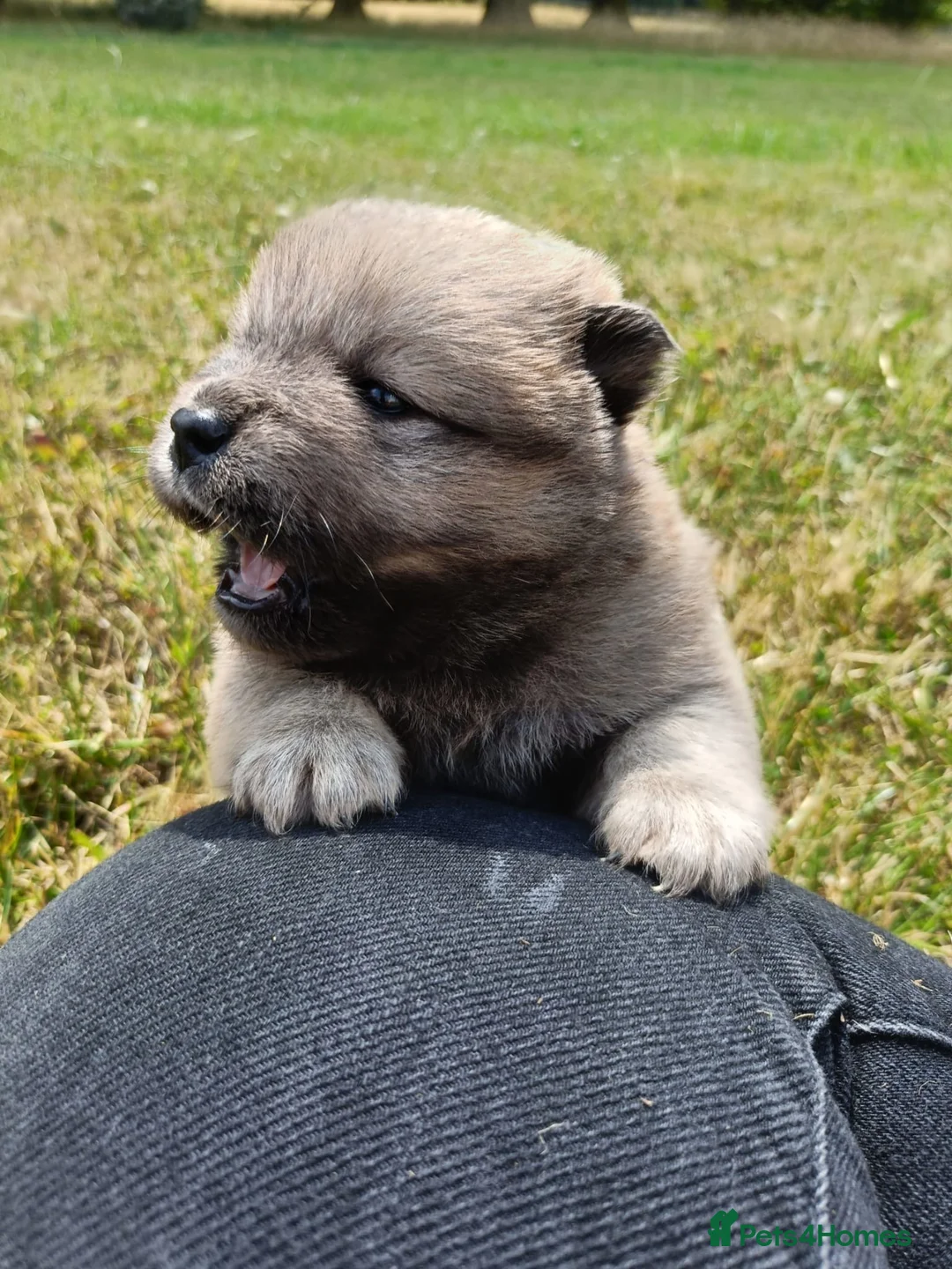 Mixed Breed dogs for sale: MINI BEARS, mini chow chows!  in Market Rasen - Advert 2