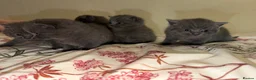 British Shorthair cats for sale: Beautiful British short hair kittens  - Advert 5