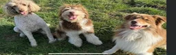 Aussiedoodle dogs for sale: Stunning F1B Aussiedoodle puppies - Advert 7