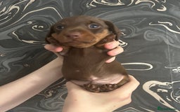 Miniature Dachshund dogs for sale: 3  kc registered miniature dachshund puppies  - Image 5