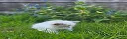 Ragdoll cats for sale: Zamir Ragdoll Family - Advert 8