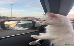 Ragdoll cats for sale: Male kitten ONE LEFT, Ragdoll dad, mum Siamese - Image 1