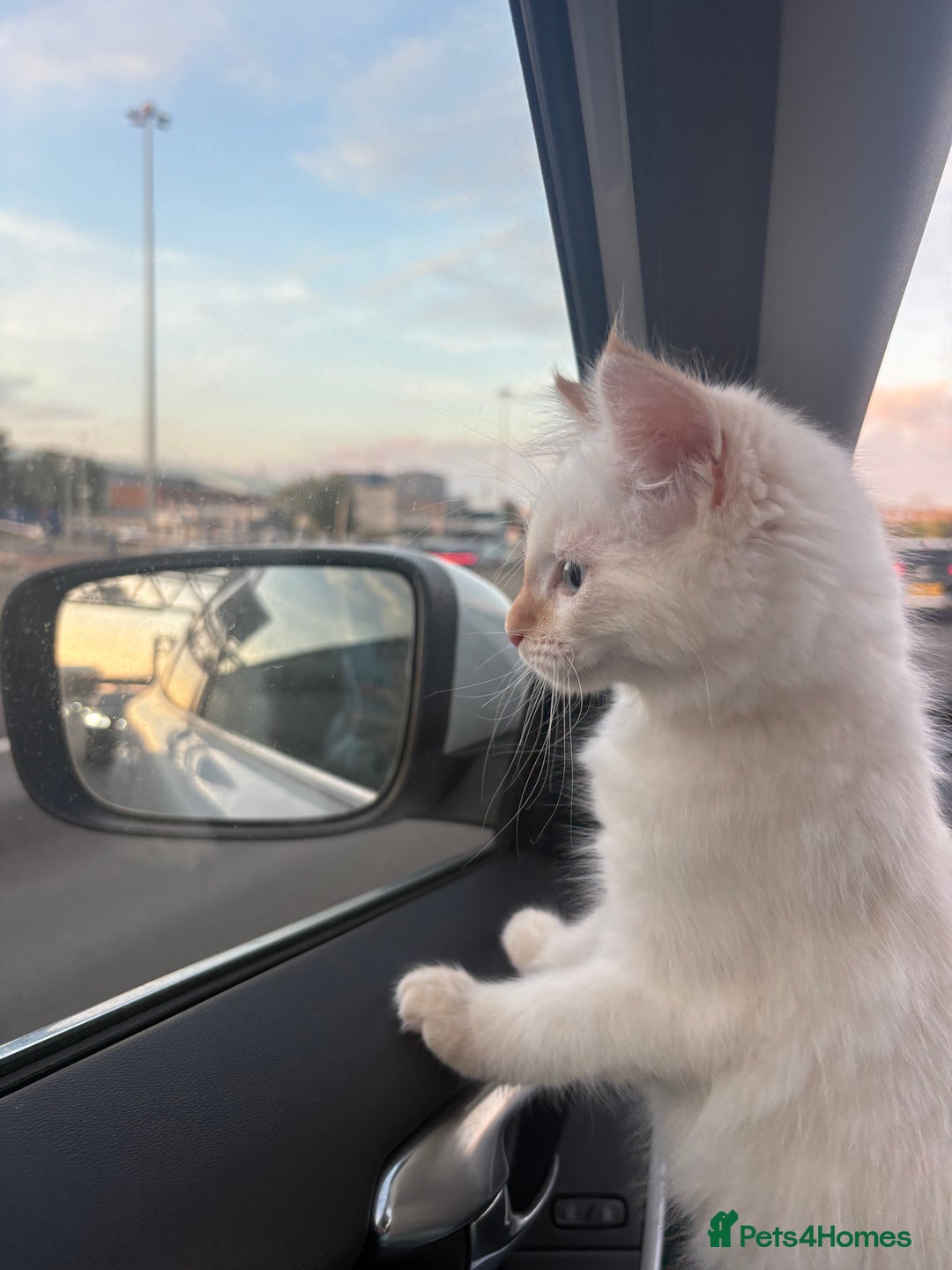 Ragdoll cats for sale: Male kitten ONE LEFT, Ragdoll dad, mum Siamese - Image 1