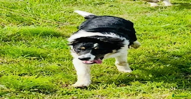 Border Collie dogs - Advert 12