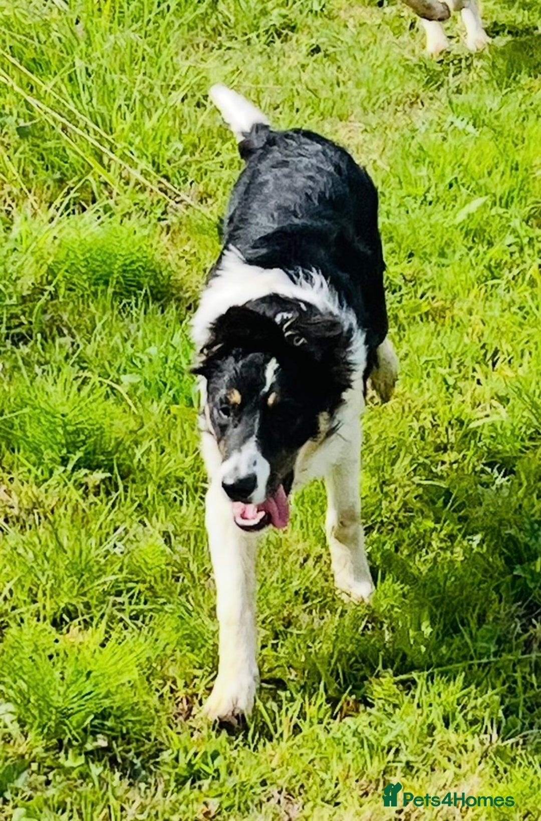 Border Collie dogs for sale: 2 x Collies (Sisters) - Image 2