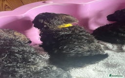 Mixed Breed dogs for sale: Chocolate sable Cockapoo x bichon  - Image 6