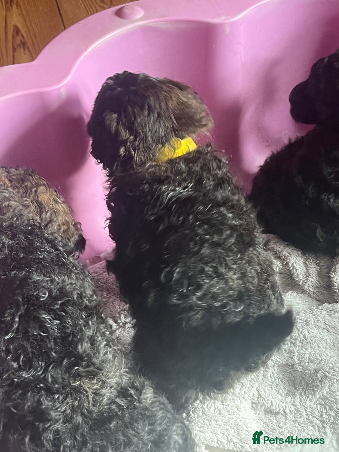 Mixed Breed dogs for sale: Chocolate sable Cockapoo x bichon  - Image 6