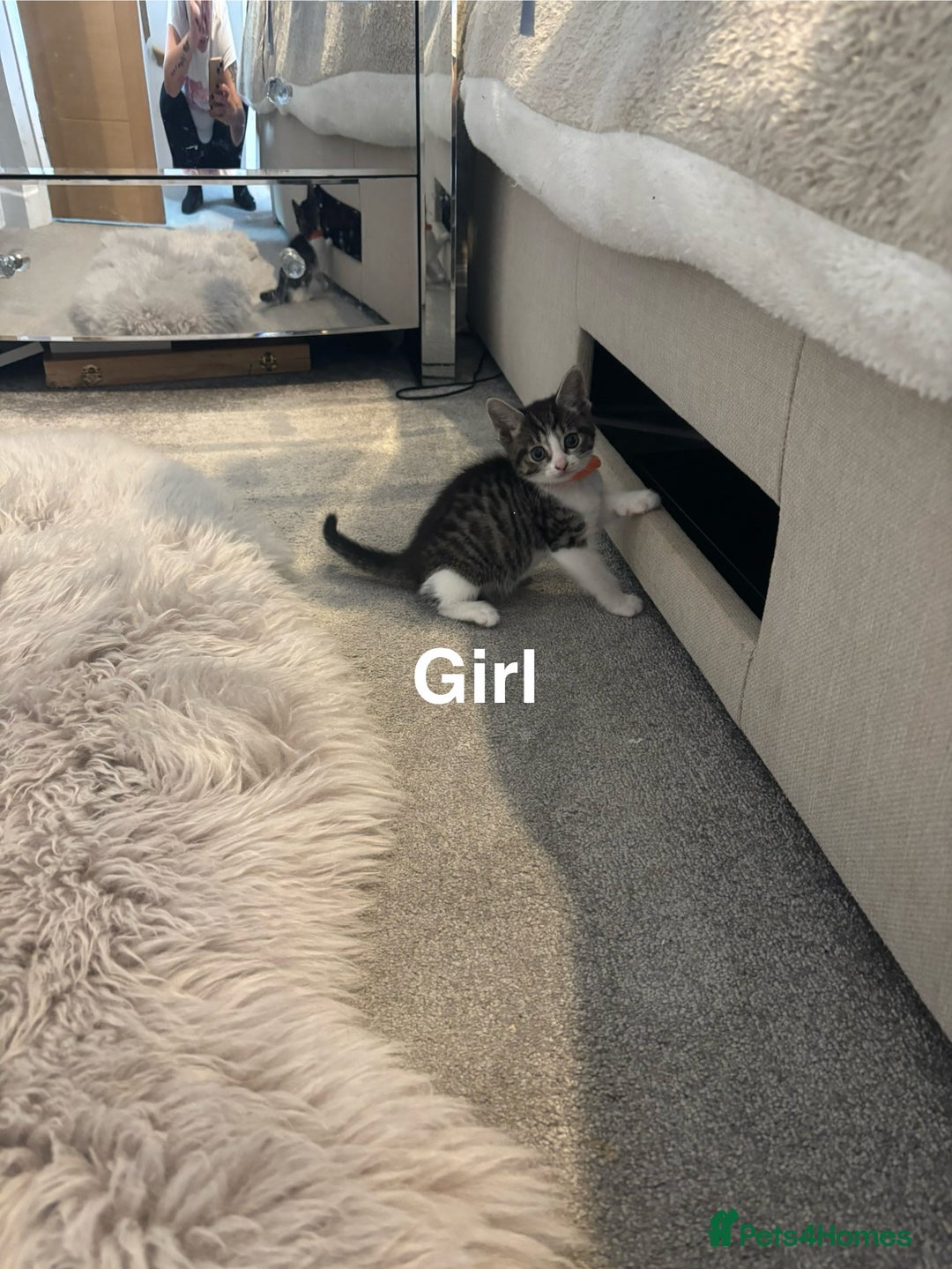 British Shorthair cats for sale: 7 kittens  - Image 7