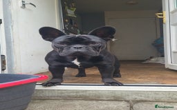 French Bulldog dogs for stud: Handsome boys for stud - Image 2