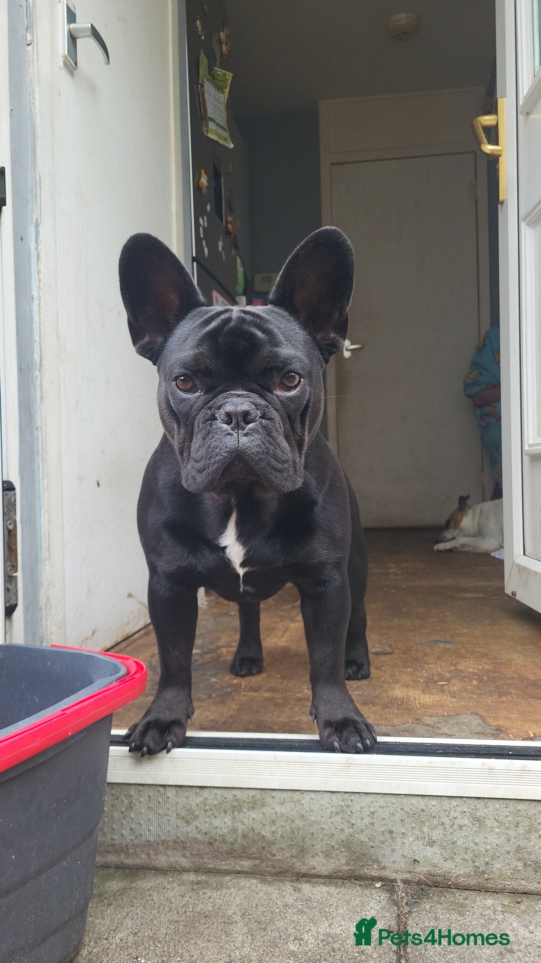 French Bulldog dogs for stud: Handsome boys for stud - Image 2