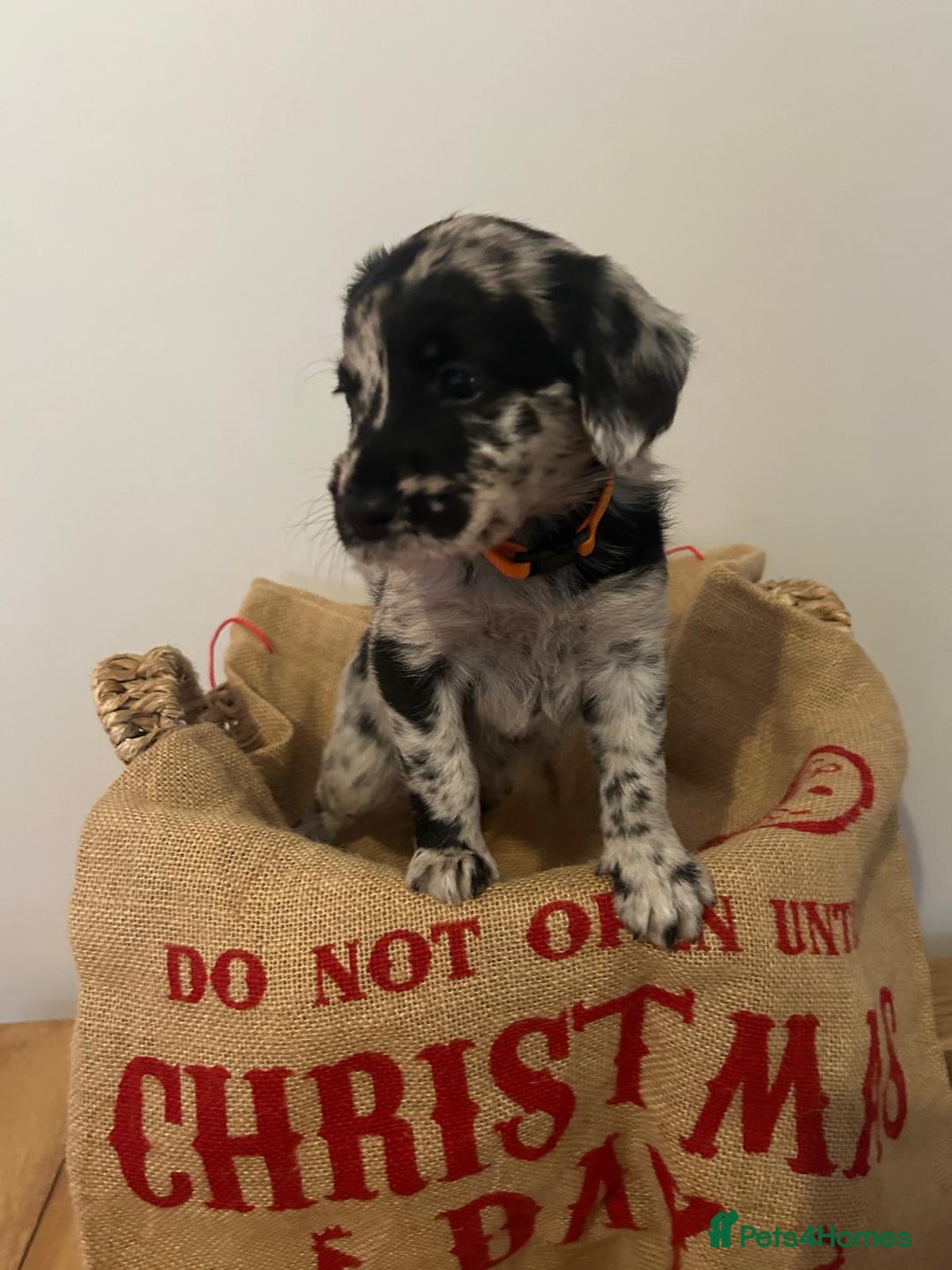 Labradoodle dogs for sale: Labradoodle puppies (home-raised) for sale - Advert 11