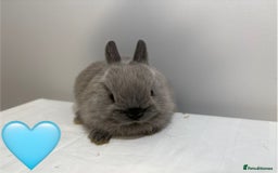 Netherland Dwarf rabbits for sale: 4 x Netherland Dwarf Bunnies 🐰  - Image 4