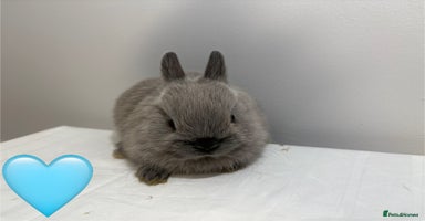 Netherland Dwarf rabbits - Advert 6