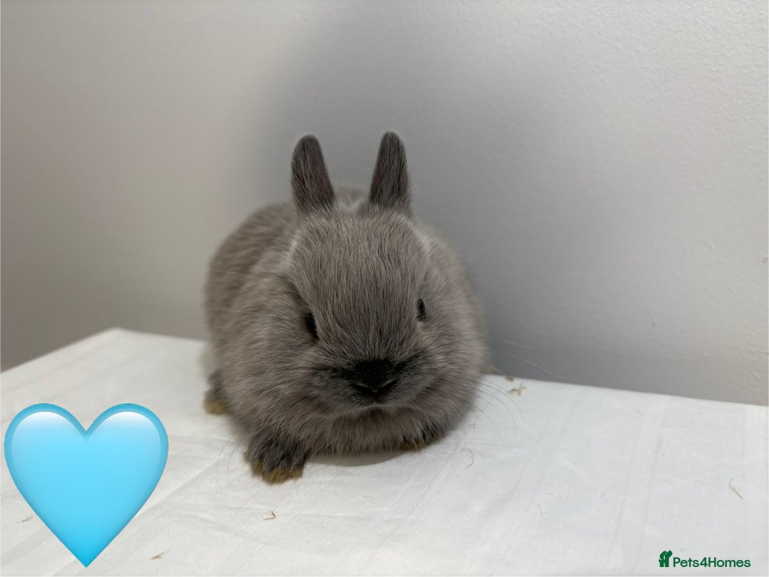 Netherland Dwarf rabbits for sale: 4 x Netherland Dwarf Bunnies 🐰  - Image 4