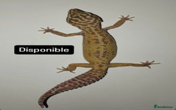Gecko reptiles for sale: Crested and Leopard geckos available - Advert 7