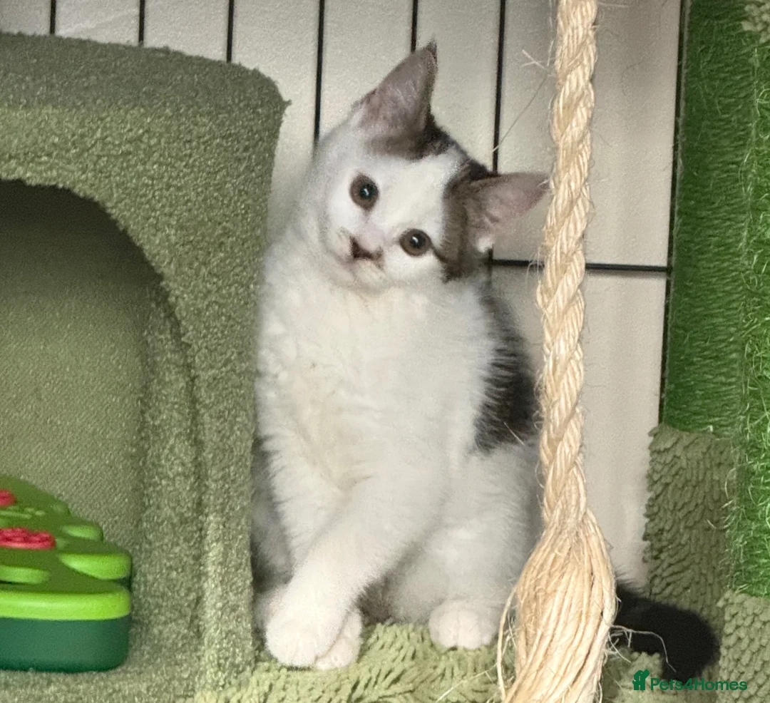 British Shorthair cats for sale: Gorgeous female kitten looking for forever home  - Advert 1