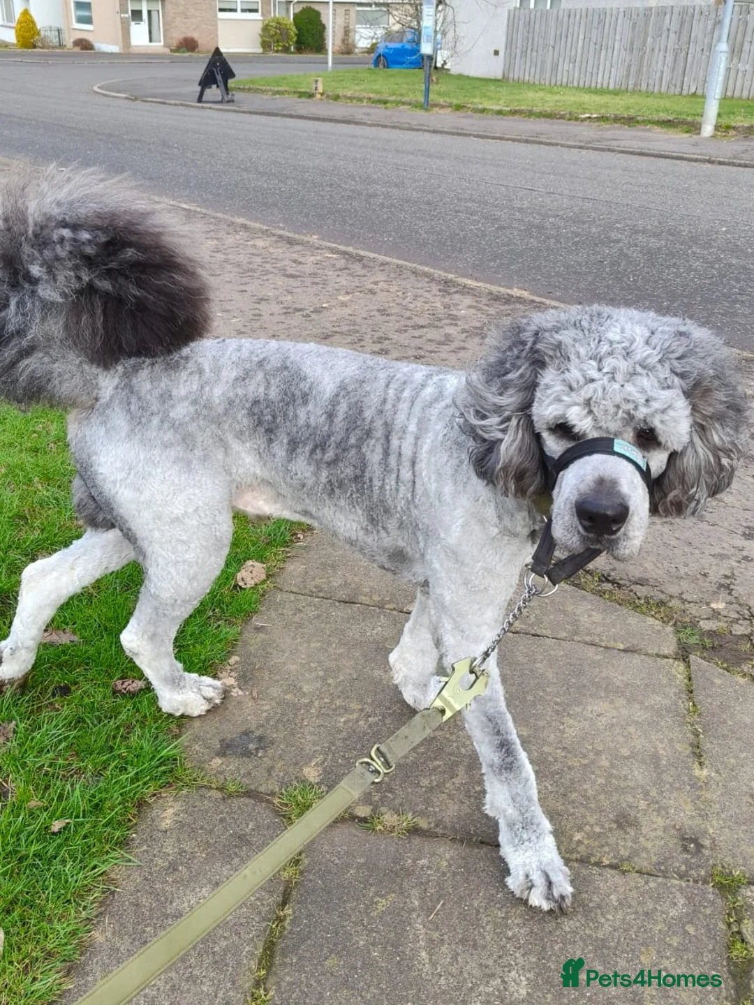 Bernedoodle dogs for stud: St Bernedoodle  in Hamilton - Advert 3