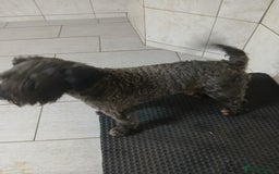 Miniature Schnauzer dogs for sale: Kc registered miniature schnauzer  dog - Image 1