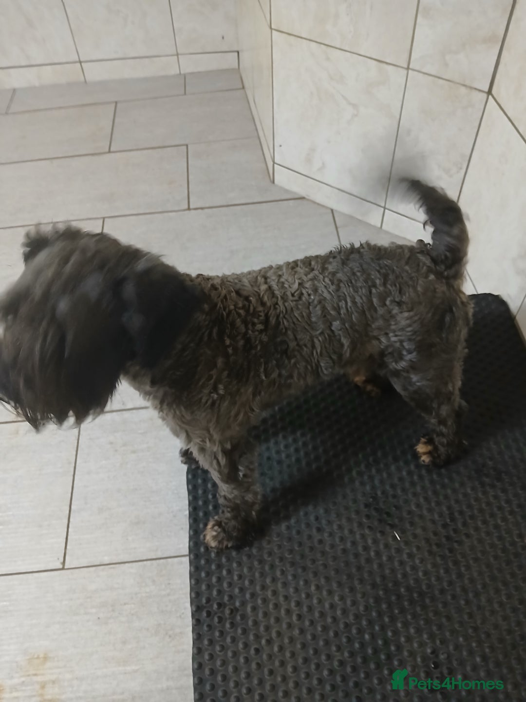 Miniature Schnauzer dogs for sale: Kc registered miniature schnauzer  dog - Image 1