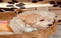 Maltipoo dogs for sale: F1 Toy Maltipoo puppys   - Image 5