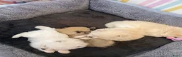 Pomeranian dogs for sale: Beautiful Pomeranian puppies ready to leave now  - Advert 14