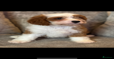 Cavapoo dogs - Advert 2