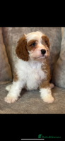 Cavapoo dogs - Advert 1