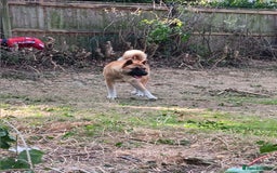 Akita dogs for sale: Akita  - Image 2