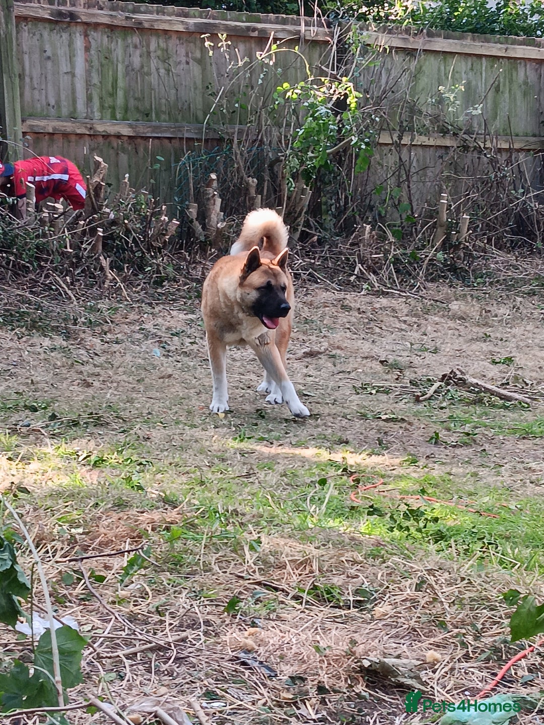 Akita dogs for sale: Akita  - Image 2