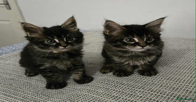 Maine Coon cats - Advert 4