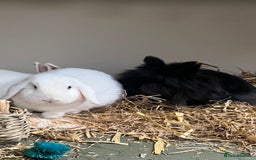 Lionhead rabbits for sale: Two bonded rabbits for rehoming  - Image 4
