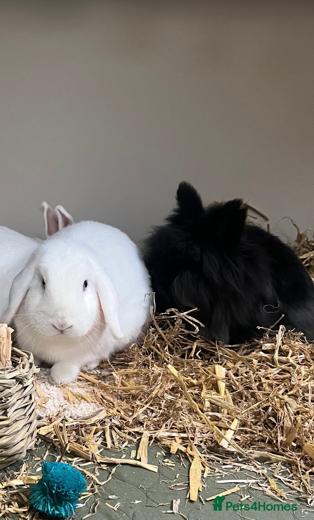 Lionhead rabbits for sale: Two bonded rabbits for rehoming  - Image 4