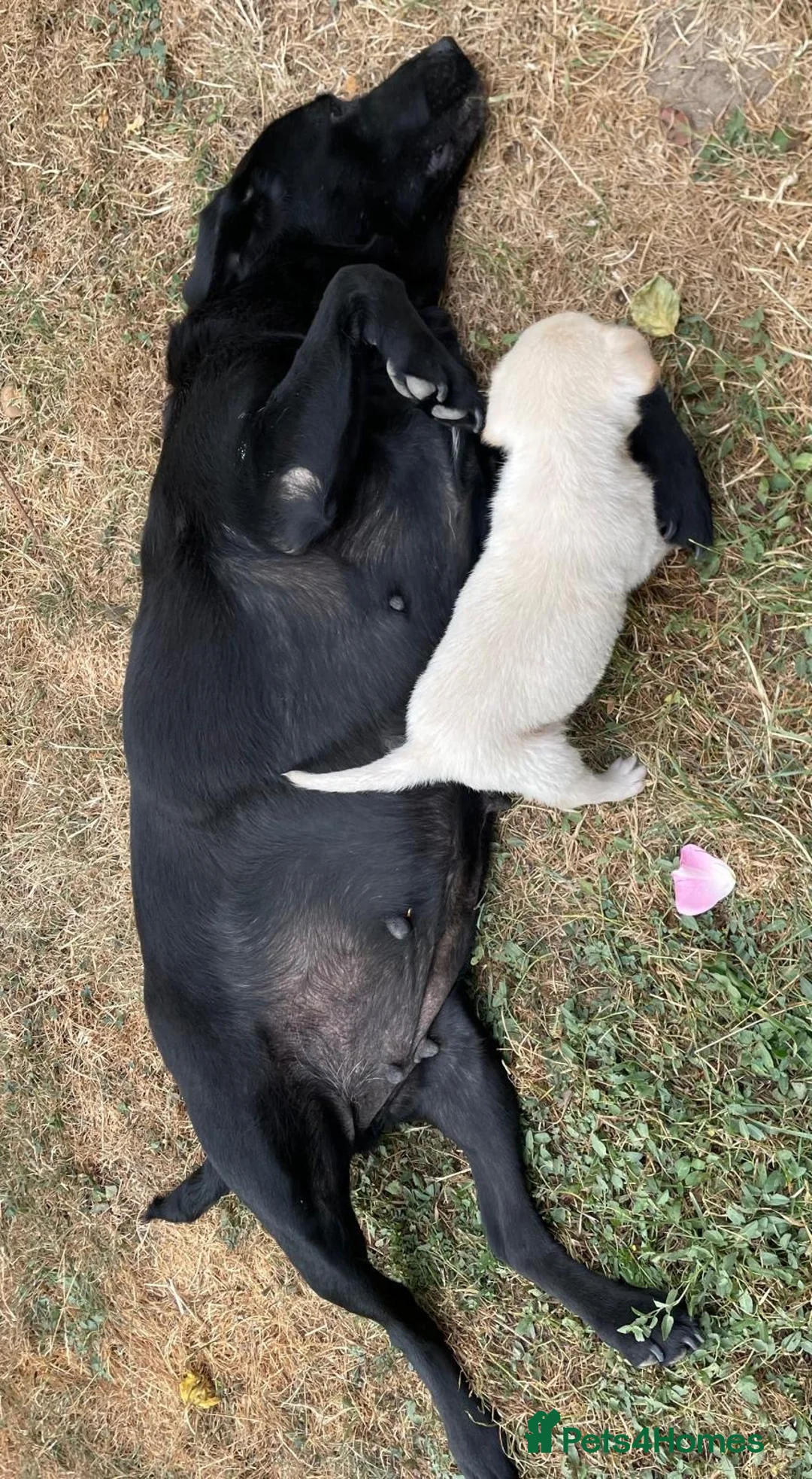 Labrador Retriever dogs for sale: Beautiful Yellow Female KC Registered Puppy - Advert 8