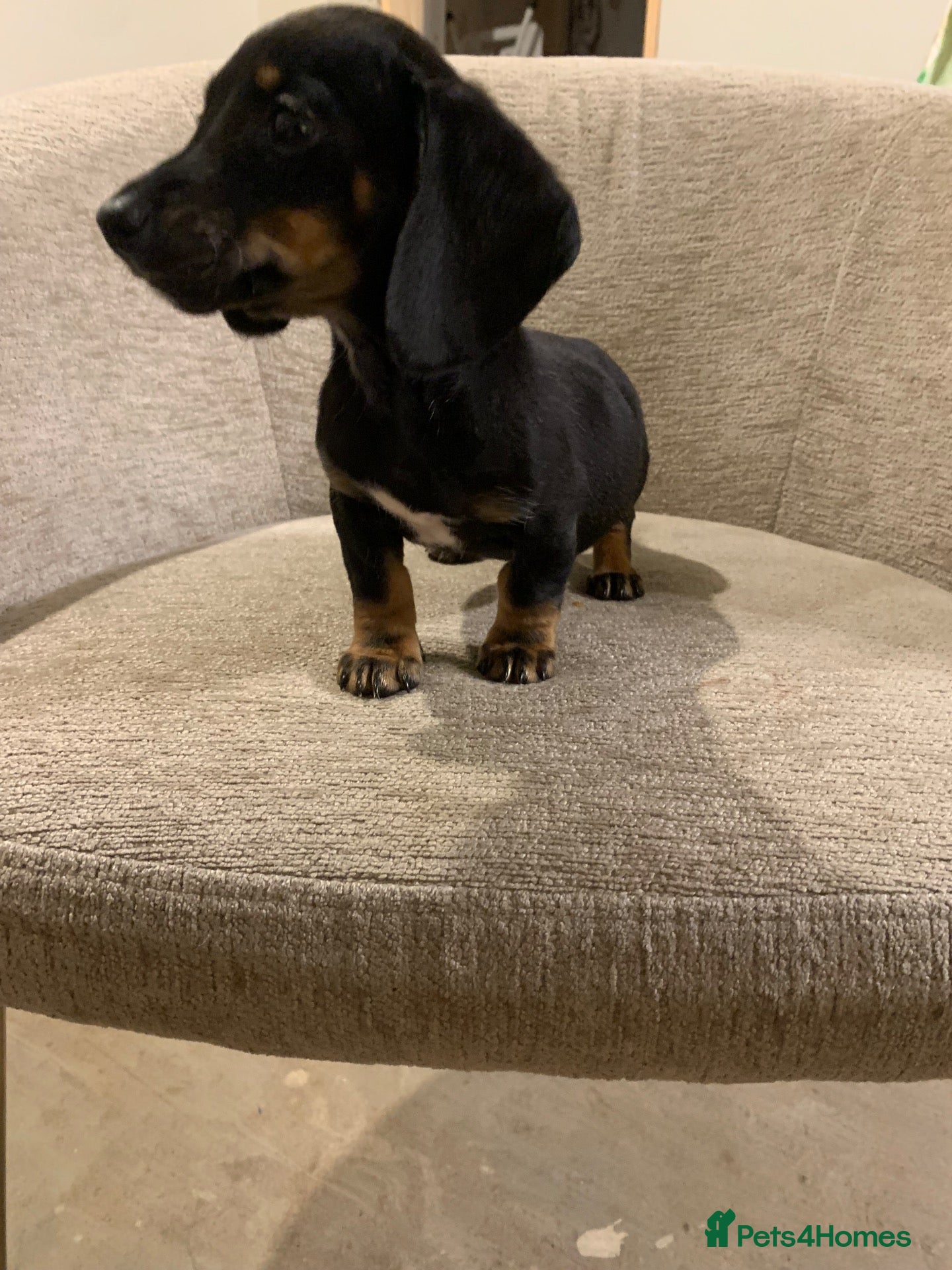 Miniature Dachshund dogs for sale: 💙💙**1 black/tan boy remaining 💙💙*** - Advert 1