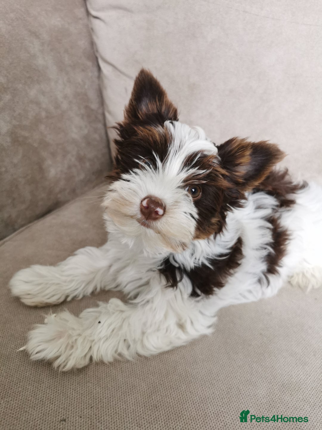 Yorkshire Terrier dogs for sale: Yorkshire terrier pedigree boy in Boston - Image 1