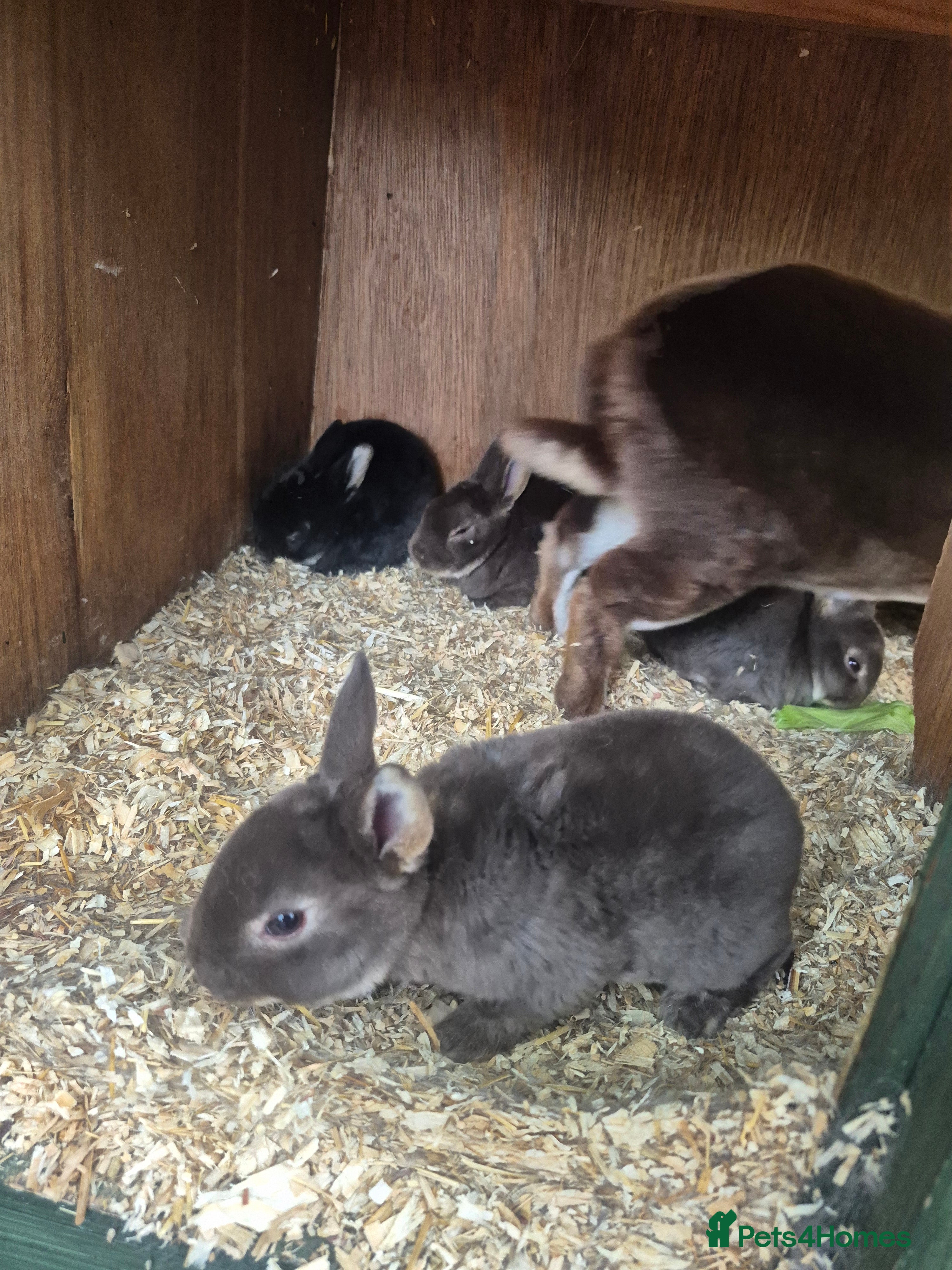 Rex rabbits for sale: Standard rex rabbits  - Advert 6