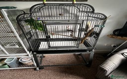 Cockatiels birds for sale: Cockatiel 4 months old  - Advert 5