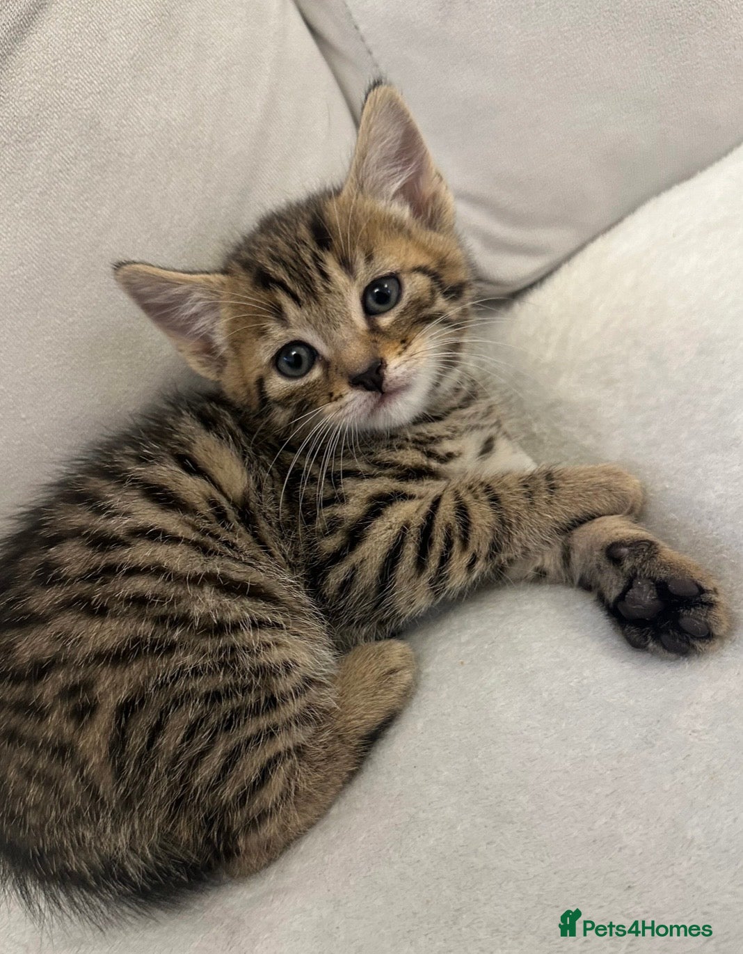 Mixed Breed cats Variety of 5 beautiful kittens 🐱  - Advert 16