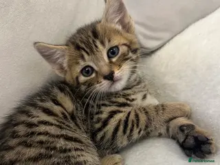 Mixed Breed cats Variety of 5 beautiful kittens 🐱 - Advert 16