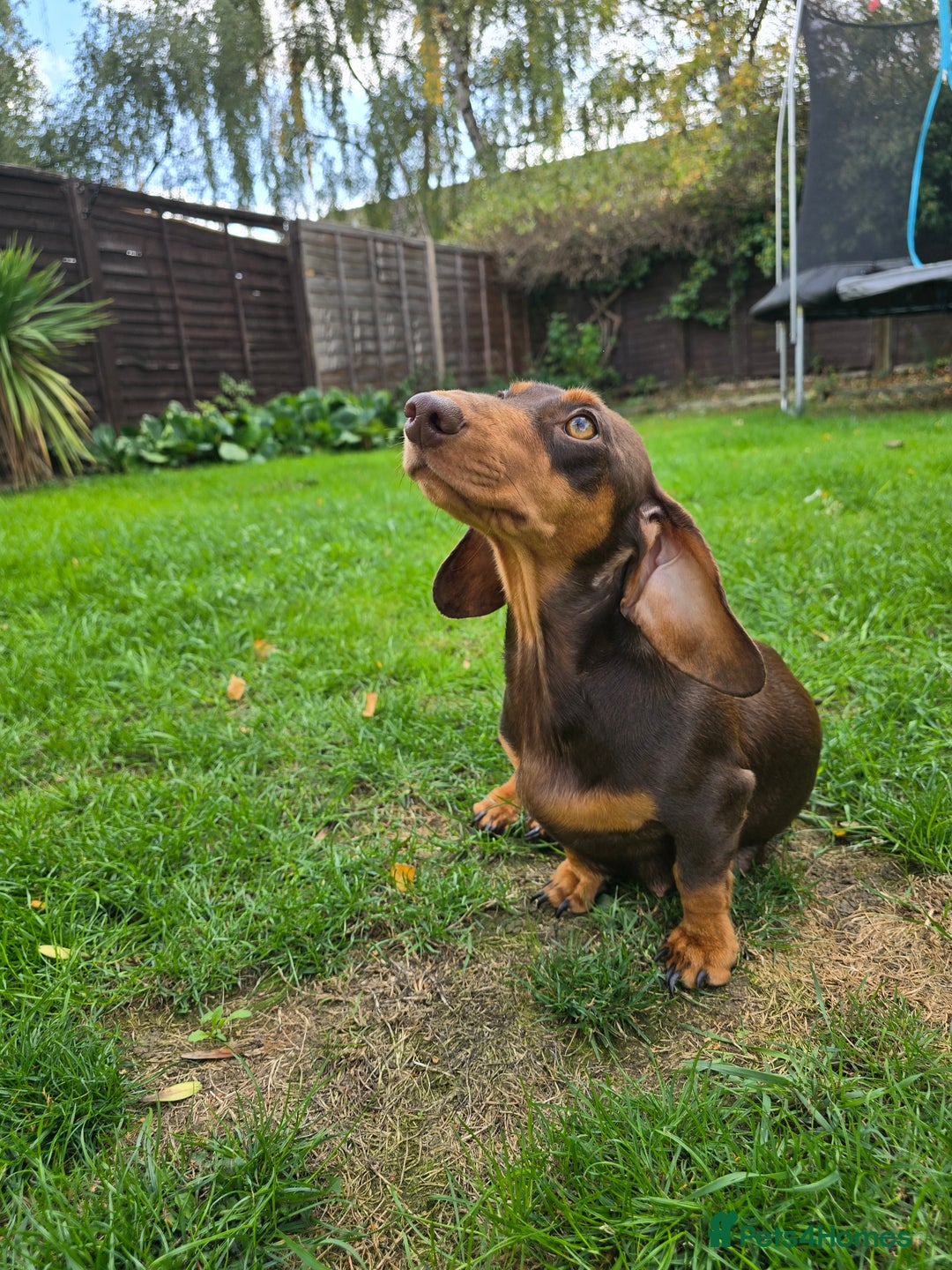 Dachshund dogs for sale: BEAUTIFUL STANDART DACHSHUNDS BABIES READY TO GO!  - Image 7
