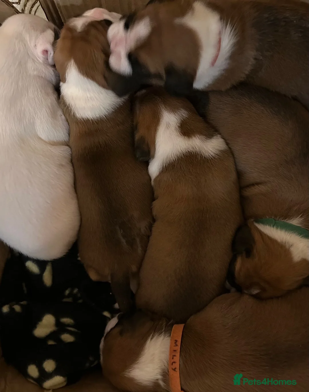 Boxer dogs for sale: Beautiful Boxer Puppies - long tailed boys/girls - Advert 2