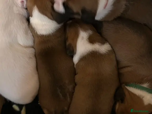 Boxer dogs Beautiful Boxer Puppies - long tailed boys/girls - Advert 2
